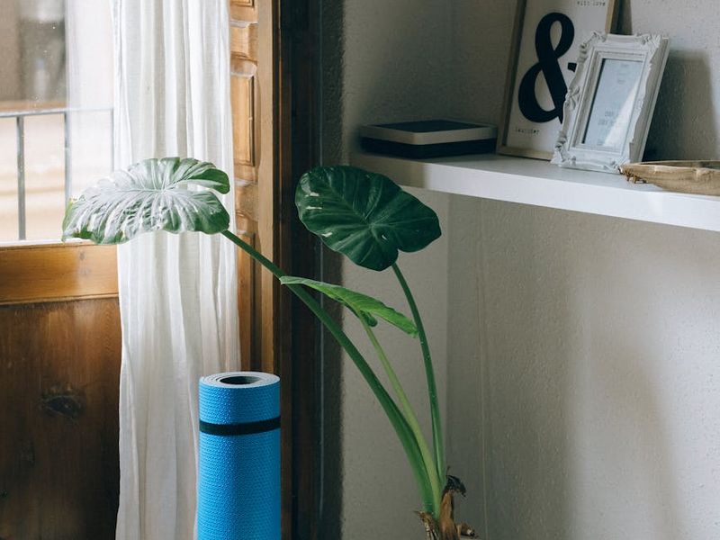 A serene yoga space with a mat, plants, and natural light.